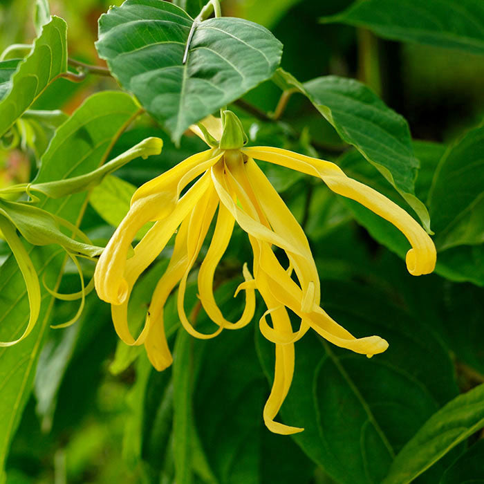ylang ylang