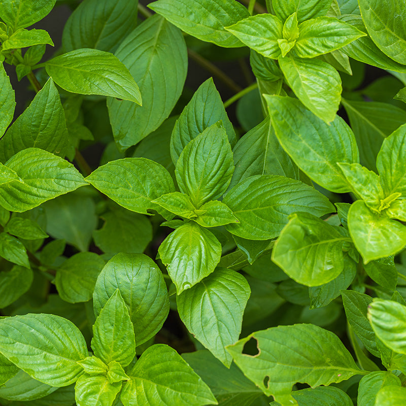 Close-up of fresh green basil leaves, with glossy, textured foliage filling the frame.