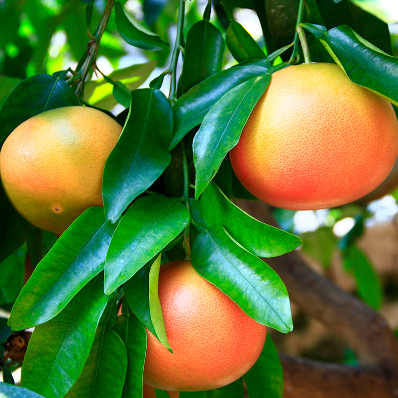 Three ripe grapefruits hanging from a tree branch, surrounded by lush green leaves in an outdoor garden setting.
