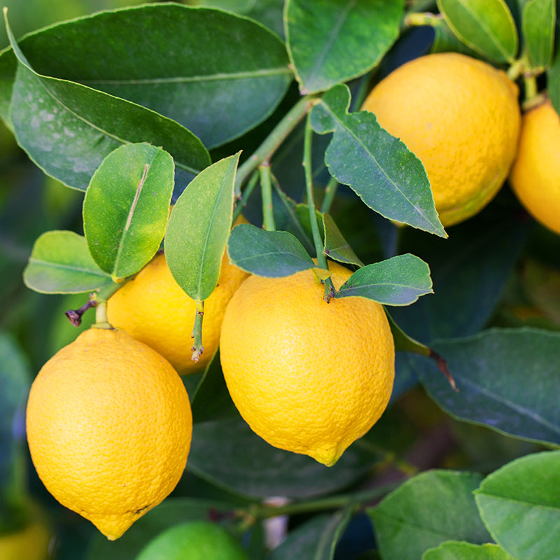 Bright yellow lemons hanging from a leafy green tree branch in a natural outdoor setting.
