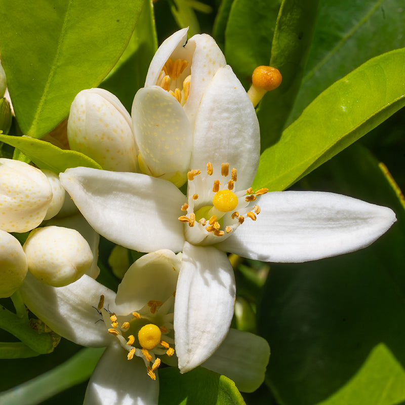 Close-up of white neroli flowers with bright yellow centers and green leaves in the background.