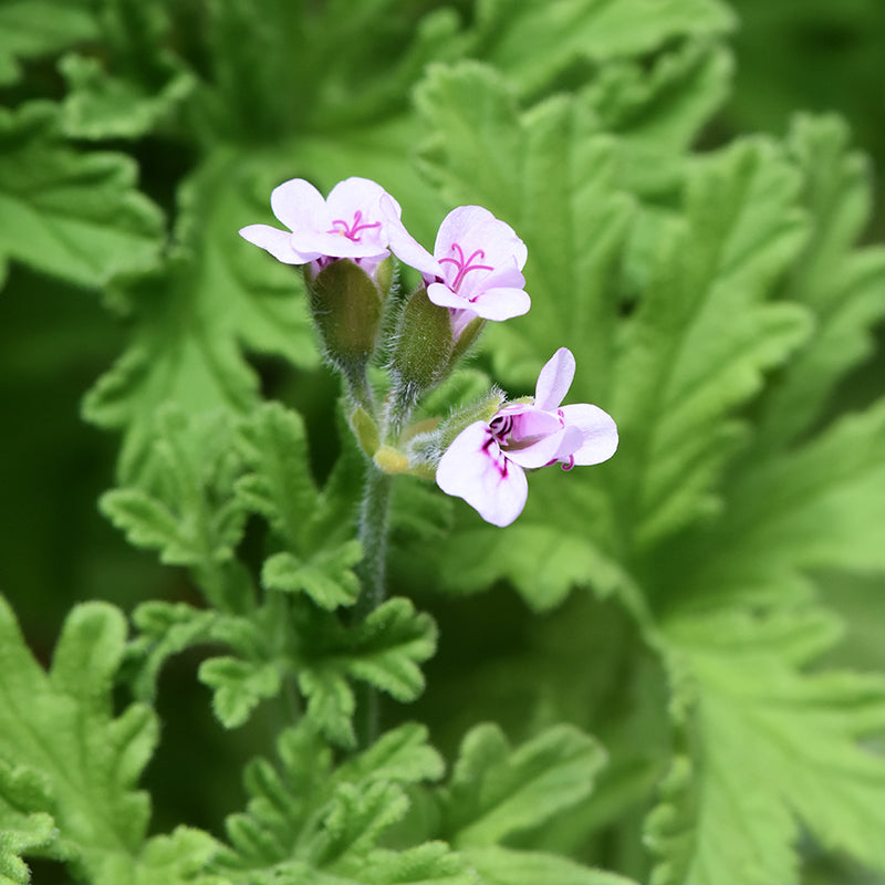 Three small light rose geranium pink flowers with purple centers blooming among dense green leaves.